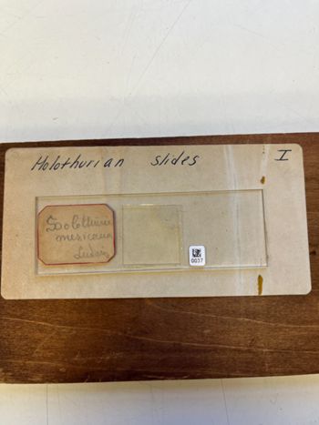Media type: image;   Invertebrate Zoology 172204 Description: Photograph of microscope slide and handwritten label.;  Aspect: slide